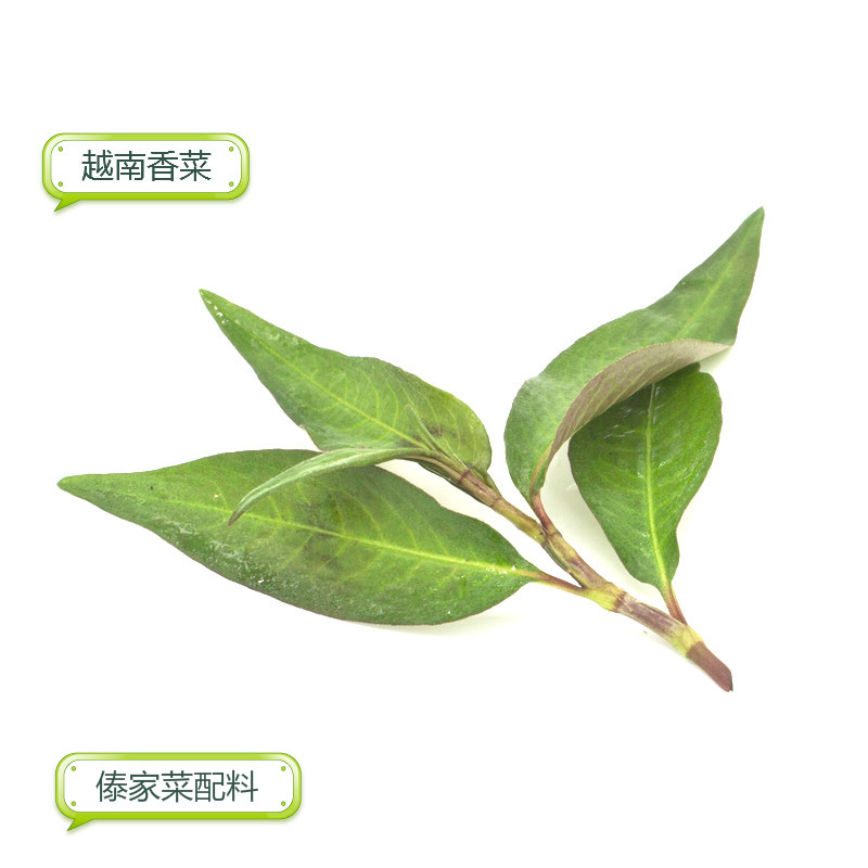 云南蔬菜香柳叻沙叶鱼生草拉沙叶傣族佐料越南薄荷野菜250G空运-封面