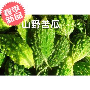 西双版纳新鲜蔬菜野生苦瓜山苦瓜500G夏季煲汤小苦瓜,4件包邮空运
