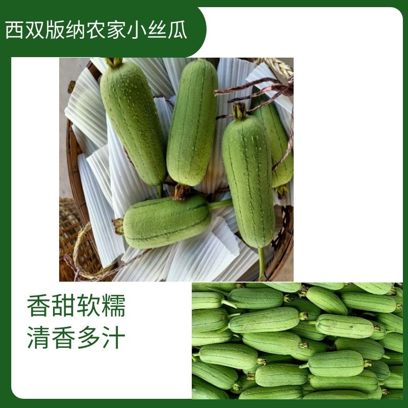 云南蔬菜西双版纳本地小丝瓜肉丝瓜短丝瓜