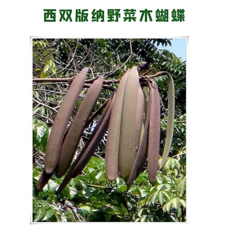 当季蔬菜西双版纳野菜海船菜海床菜木蝴蝶2个装顺丰空运