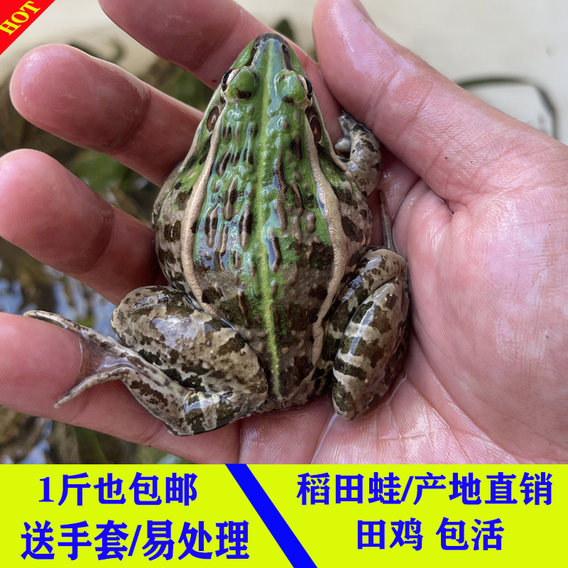 活体青蛙宠物稻田蛙散养青蛙活物田鸡小货大蛙黑鱼龙鱼饲料活饵