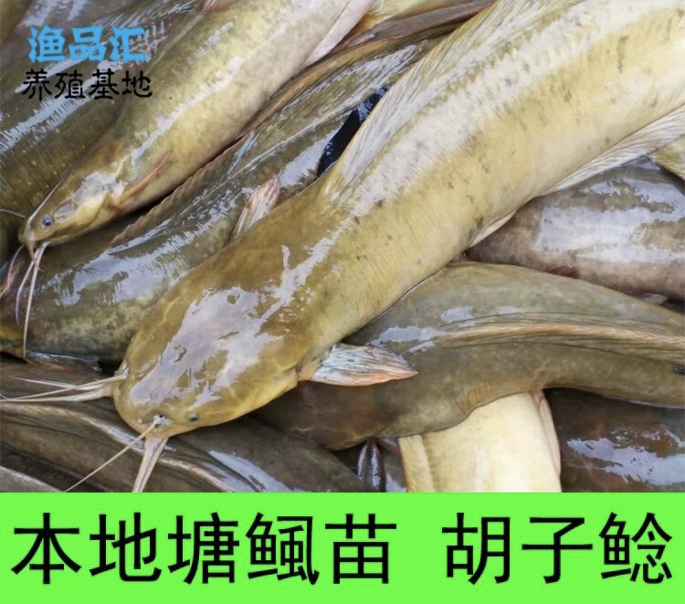 本地胡子鲢鱼鲜活发货运输包塘鲺