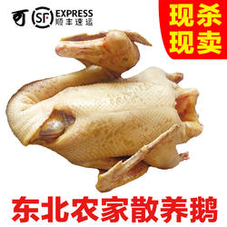东北农村散养大鹅鹅肉现杀现卖新鲜冷冻整只纯粮笨鹅净重6-8斤