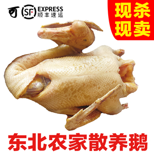 东北农村散养大鹅鹅肉现杀现卖新鲜冷冻整只纯粮笨鹅净重6-8斤