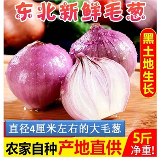5斤装新正宗东北大毛葱 干毛葱朱葱鬼子葱 新鲜洋葱红洋圆辣葱头