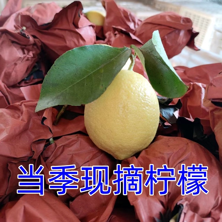 安岳黄柠檬产地新鲜现摘无蜡