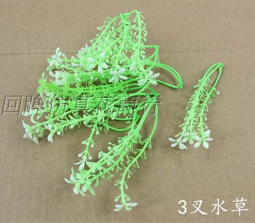 水草便宜价格 水草便宜图片 星期三 水草便宜价格 水草便宜图片 星期三