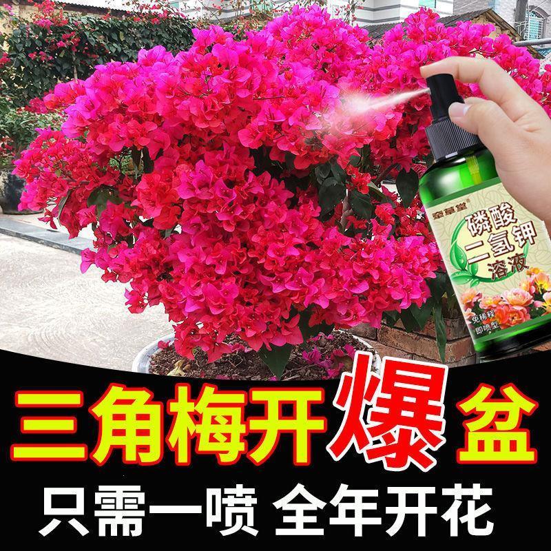 养花专用肥料盆栽三角梅专用【四季开花】治黄叶不花草营养液通用