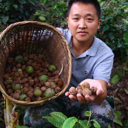 云南景东核桃1000克