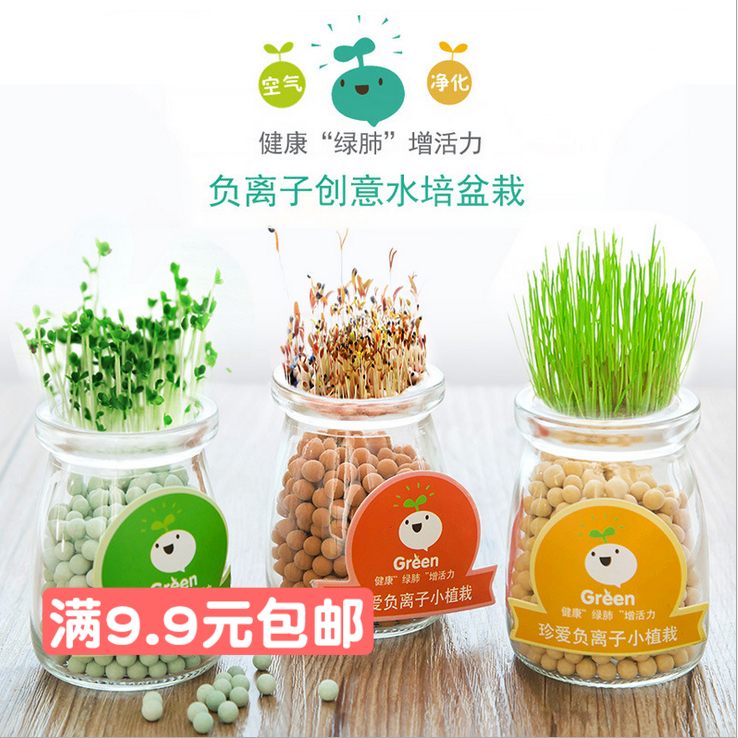 室内迷你负离子小盆栽绿植物 小香松小草桌面水培 带幼儿园小植物