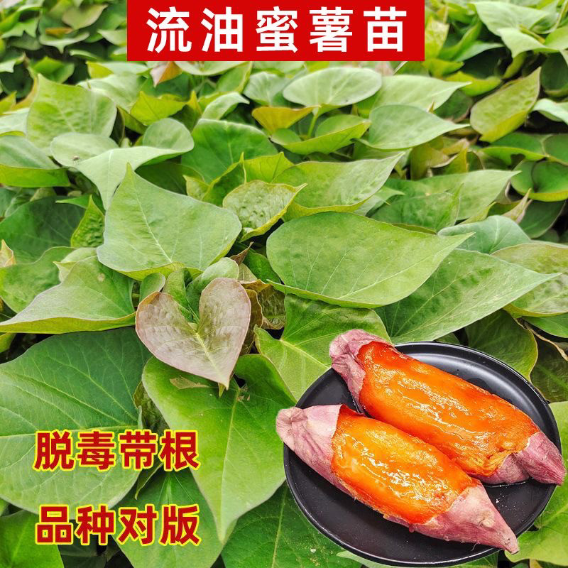 烤地瓜蜜薯苗红心黄心红薯苗原种地瓜种子带根发货红薯秧子高产