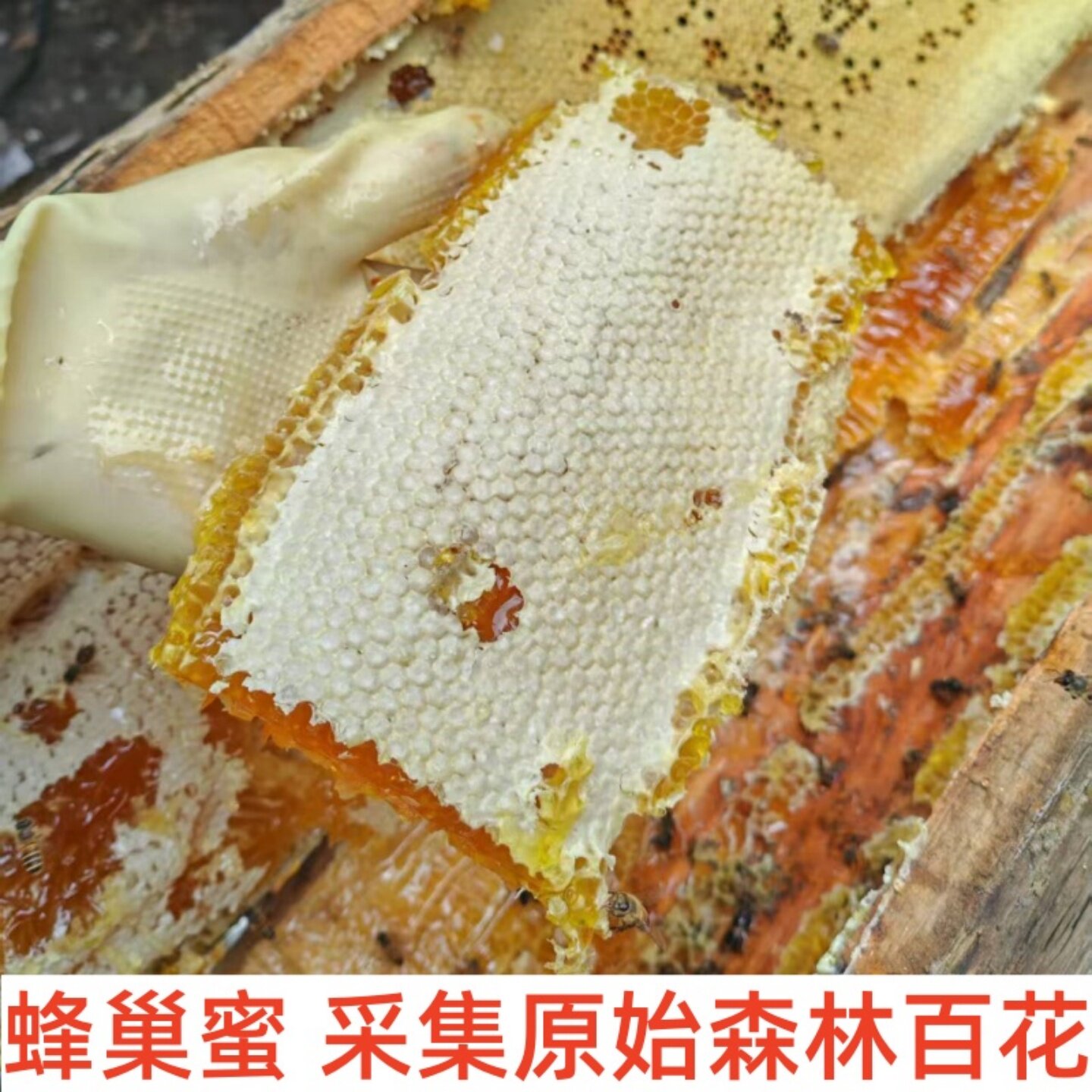 四川茂县高原原始森林野生蜂巢蜜
