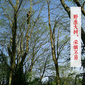 野生杜仲雄花茶 400克 200 纯针形花蕊张家界杜仲茶雄花 新茶