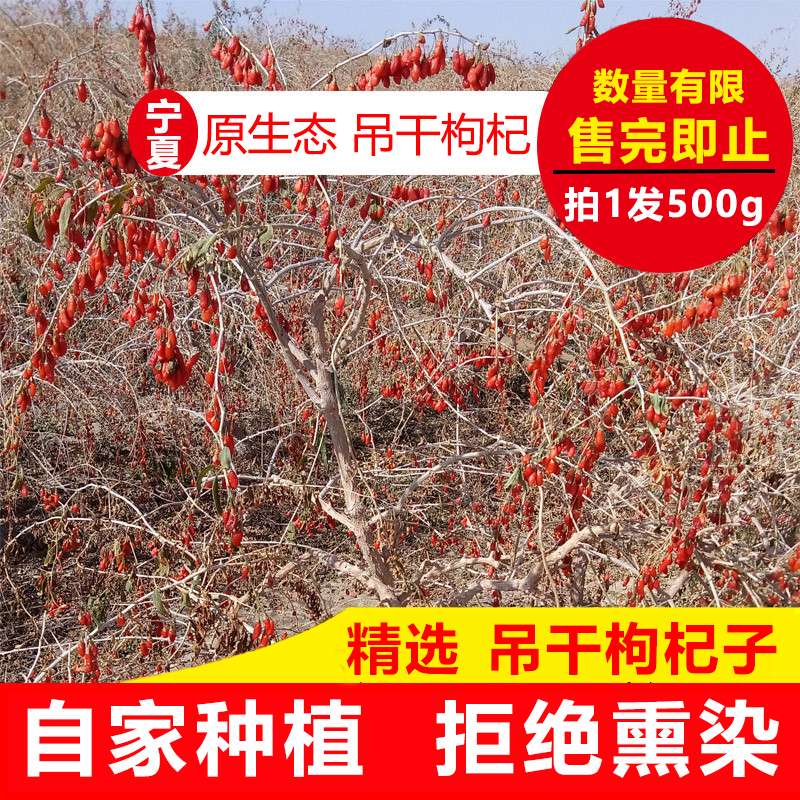 新货正宗吊干无熏染枸杞子宁夏特级苟杞子500克泡茶酒苟且子1斤