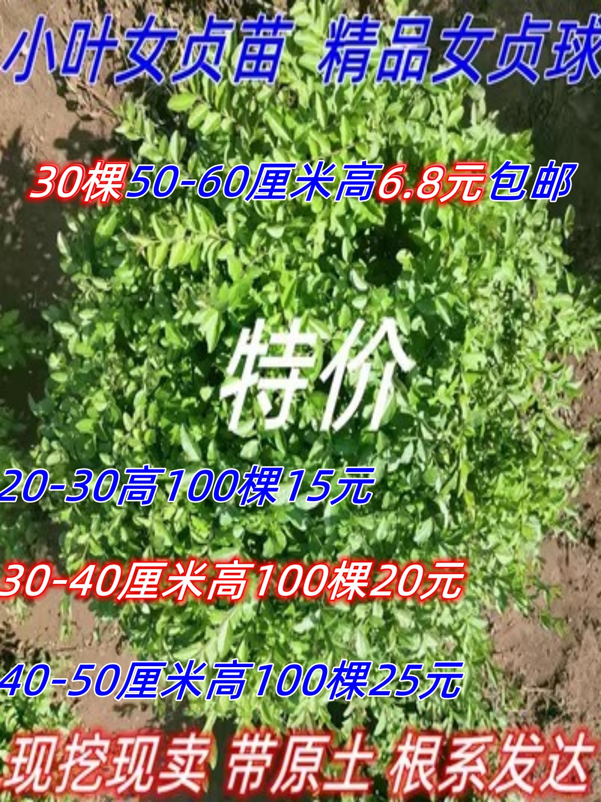 小叶女贞女贞球夏季不落叶