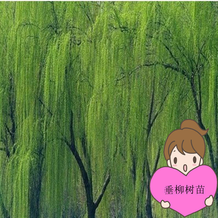 黄金柳 金丝垂柳 垂柳小苗柳树枝条垂杨柳树苗垂柳苗竹柳绿化树苗
