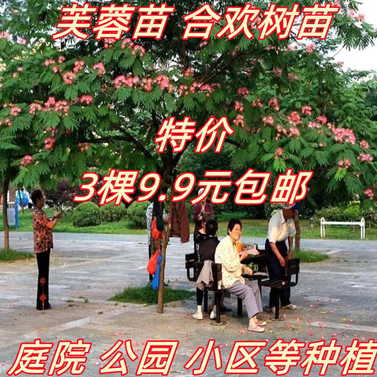 合欢树苗合欢苗绒花树苗芙蓉花树苗庭院花卉盆栽当年开花合欢