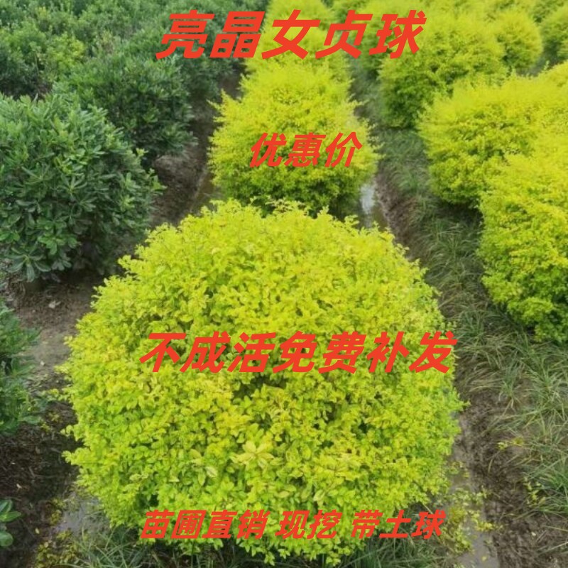 亮晶女贞塔型圆球独杆多球造型树庭院盆栽行道观赏树苗种植包成活