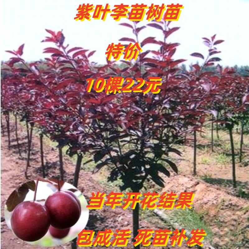 花卉绿化苗木紫叶李当年开花结果