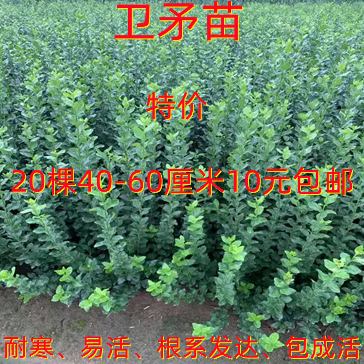 卫矛树苗庭院绿篱围墙冬青苗卫矛球苗耐旱绿化工程苗木抗寒易成活