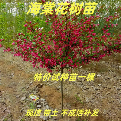 垂丝四季花卉耐寒南北方种植海棠