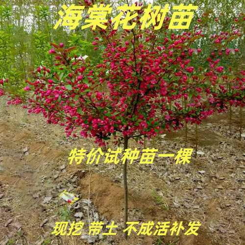 垂丝四季花卉耐寒南北方种植海棠