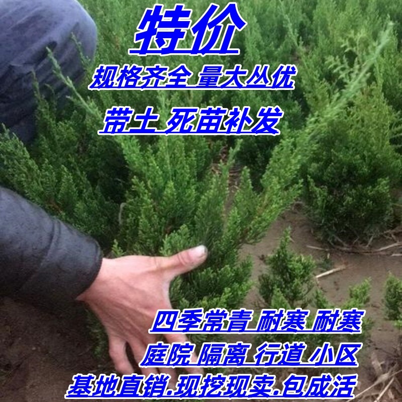 四季长青松树苗龙柏庭院