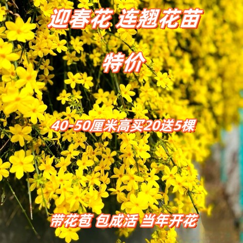 耐寒迎春花当年开花阳台绿化花卉
