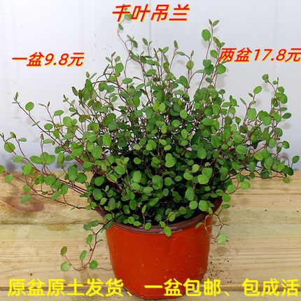 绿萝千叶吊兰吊挂盆栽室内悬挂长藤款垂吊植物室内吸甲醛花卉绿植