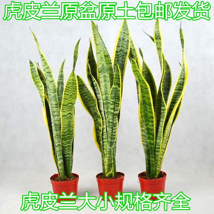 金边虎皮兰虎尾兰吸甲醛多肉绿植物南北客厅办公室内大型花卉盆栽