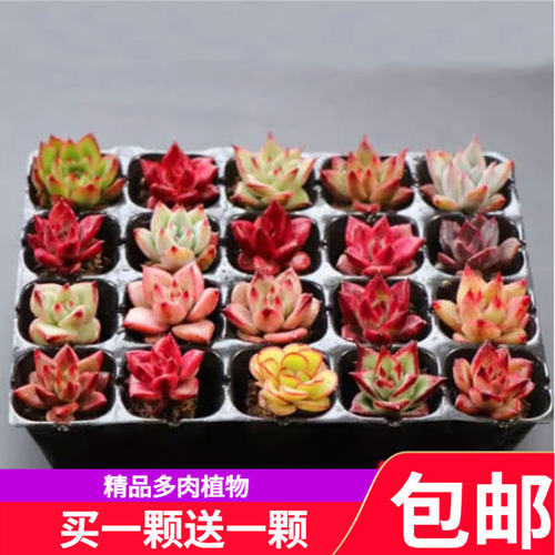 乌木东云系多肉植物买3送1