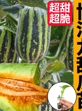 博洋9号甜瓜苗四季甜瓜种籽种子苗秧绿宝羊角蜜香瓜哈密瓜孑秧苗