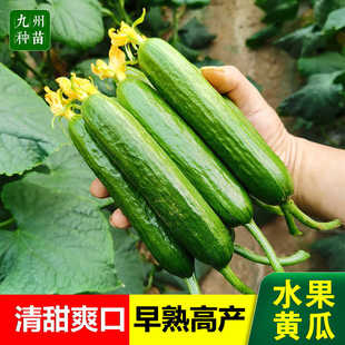荷兰无刺水果黄瓜苗全雌高产青瓜种子籽苗小黄瓜种春四季阳台盆栽