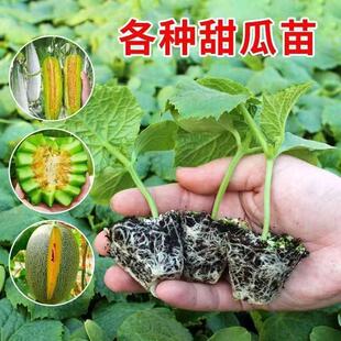 绿宝石甜瓜苗秧超甜香瓜苗早熟高糖羊角蜜四季 栽阳台盆栽蔬果菜苗