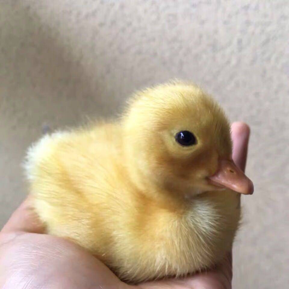 宠物鸭活体王思聪网红宠物小黄鸭柯尔鸭活体可达鸭幼崽迷你小鸭