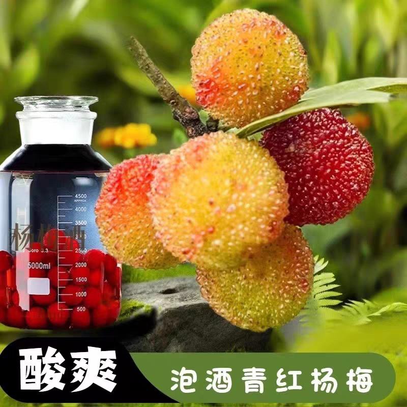 新鲜果泡酒专用野生青红山杨梅孕妇开胃酸水果现摘发应季东魁杨梅