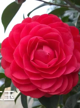 直播链接重瓣香妃茶花白底十八学士红色赤丹五色赤丹六角大红各种