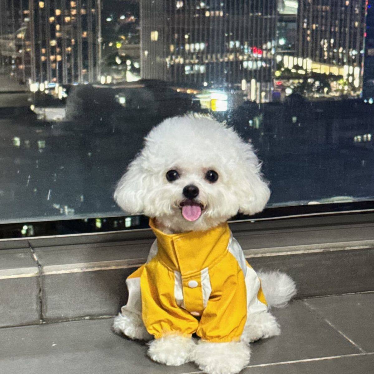 春秋薄款狗狗衣服小型犬泰迪外出防脏中型犬高级感夏季四脚冲锋衣图片