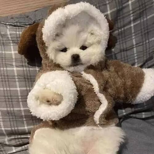 新款狗狗秋冬季麋鹿变身装猫咪小型犬比熊博美蓝猫冬季加厚保暖衣