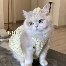 可爱春夏裙子猫咪衣服薄款夏天银渐蓝猫英短美短布偶小猫连衣裙