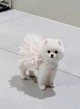狗狗衣服礼服夏季薄款猫咪公主婚纱蕾丝蓬蓬裙小型犬泰迪宠物裙子