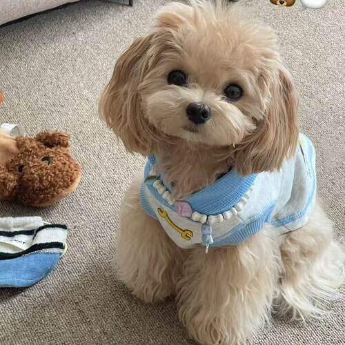 宠物狗狗衣服春季连帽衣服雪纳瑞泰迪柯基柴犬小型犬卫衣