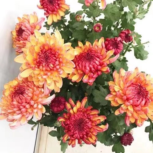 【变色菊】菊花盆栽大花九月菊荷兰菊耐寒带花苞好养四季开花卉