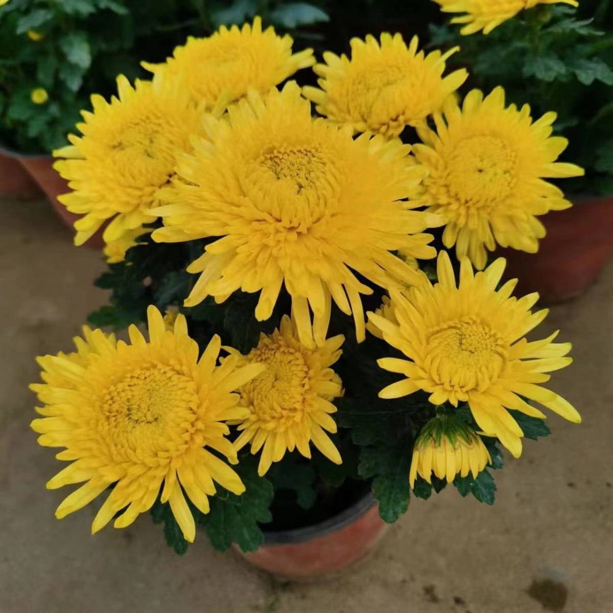 【黄冠】菊花盆栽大花九月菊荷兰菊耐寒带花苞好养四季开花卉