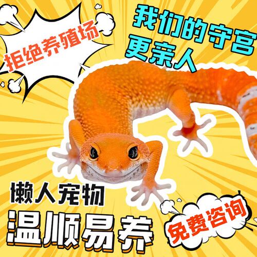 豹纹守宫蜥蜴宠物蜜桔爬宠活物蜥蜴宠物小火龙幼体入门级爬宠活物