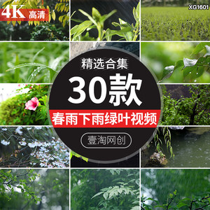 春季春天春雨下雨雨滴树叶绿叶雨滴滴落植物复苏意境视频剪辑素材