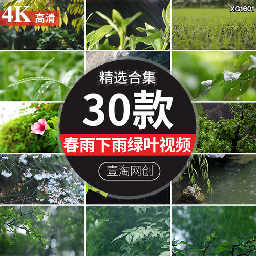 春季春天春雨下雨雨滴树叶绿叶雨滴滴落植物复苏意境视频剪辑素材