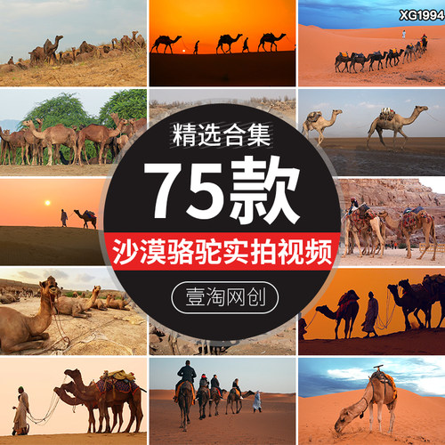 沙漠骆驼队商贸行走夕阳大漠戈壁丝绸之路运输队伍短视频剪辑素材