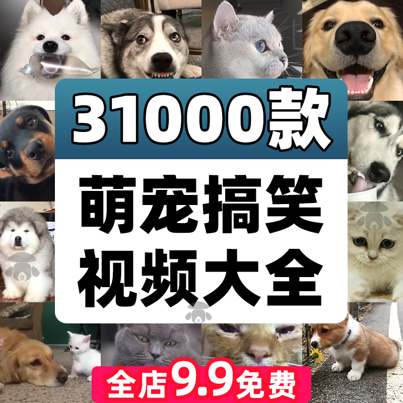 国外萌宠素材动物猫咪宠物搞笑抖音短视频直播高清无水印剪辑起号