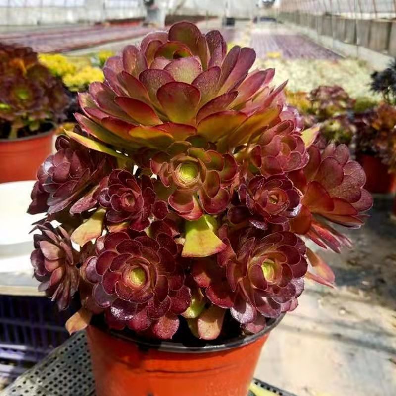 多肉植物法师 荷兰圆叶 荷兰玫瑰手捧花办公室内桌面绿植花卉盆栽